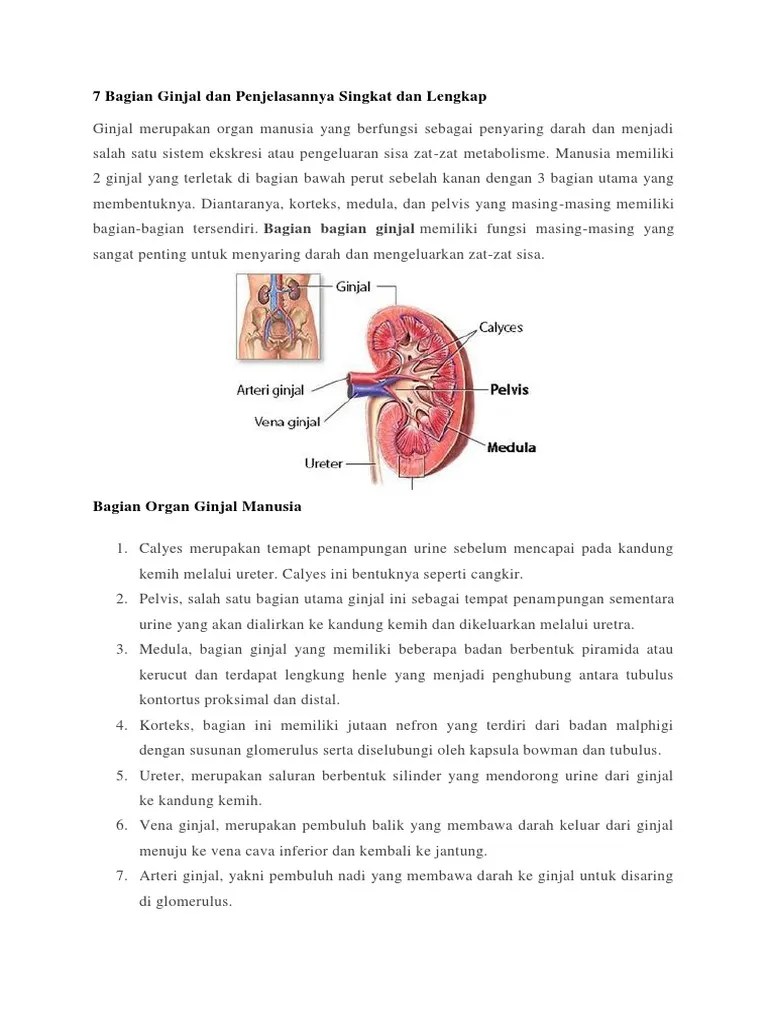 7 Bagian Ginjal Dan Penjelasannya Singkat Dan Lengkap | PDF