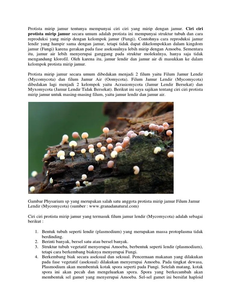 Oomycetes memiliki dinding sel yang tersusun dari selulosa, berbeda dari fungi, yang tersusun dari kitin, sehingga ia lebih dekat pada alga dan tumbuhan. Ciri Ciri Protista Mirip Jamur Pdf