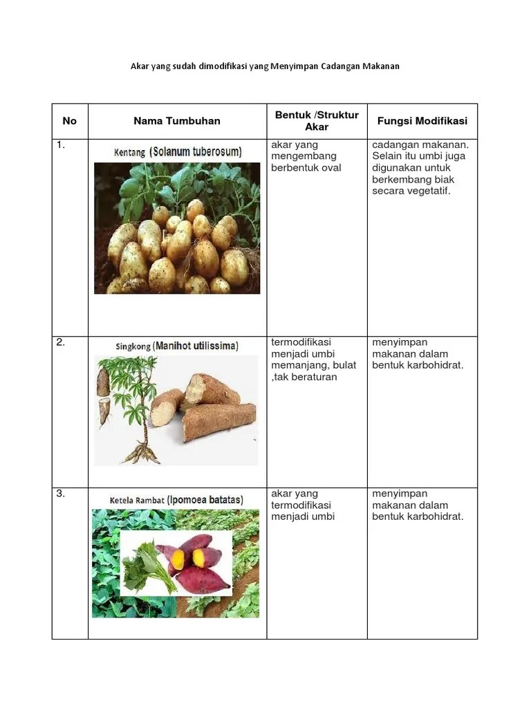 Akar Yang Sudah Dimodifikasi Yang Menyimpan Cadangan Makanan | PDF