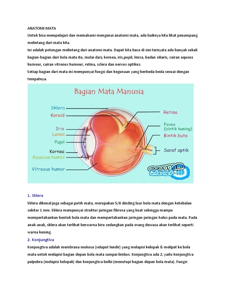 Anatomi Mata | PDF