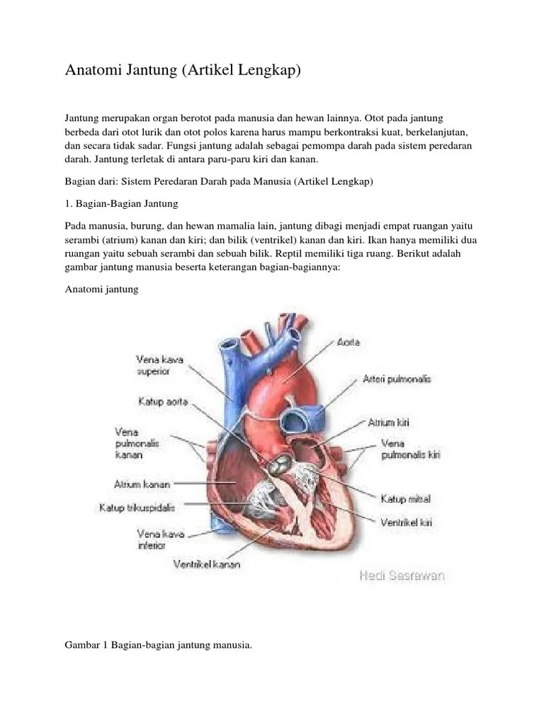 Anatomi Jantung | PDF