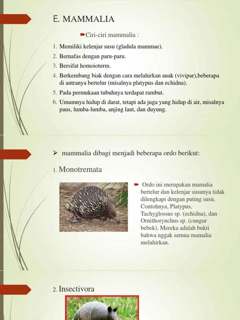 Mammalia | PDF