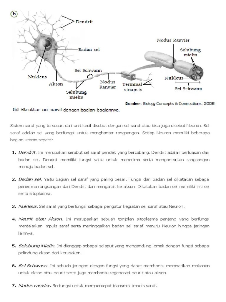 Jaringan Saraf | PDF