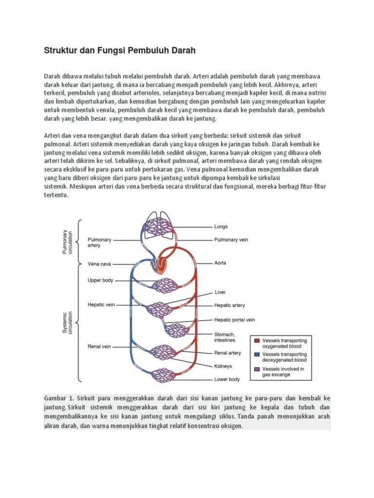 Pembuluh Darah | PDF