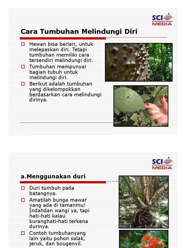 Bagaimana cara tumbuhan menyesuaikan dan melindungi diri? Adaptasi Tumbuhan Melindungi Diri Pdf
