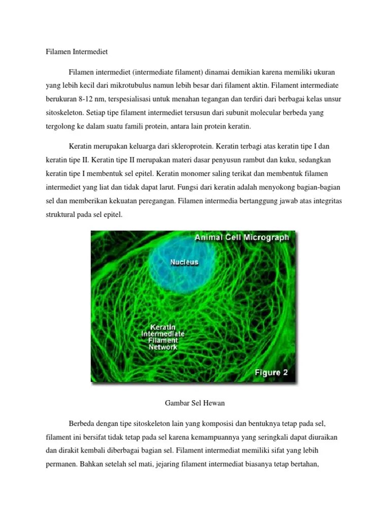 Filamen Intermediet Biosel | PDF