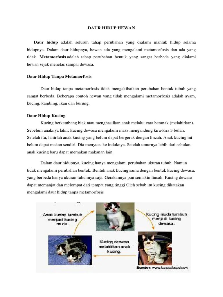 Tidak semua hewan mengalami metamorfosis selama hidupnya. Daur Hidup Hewan Pdf