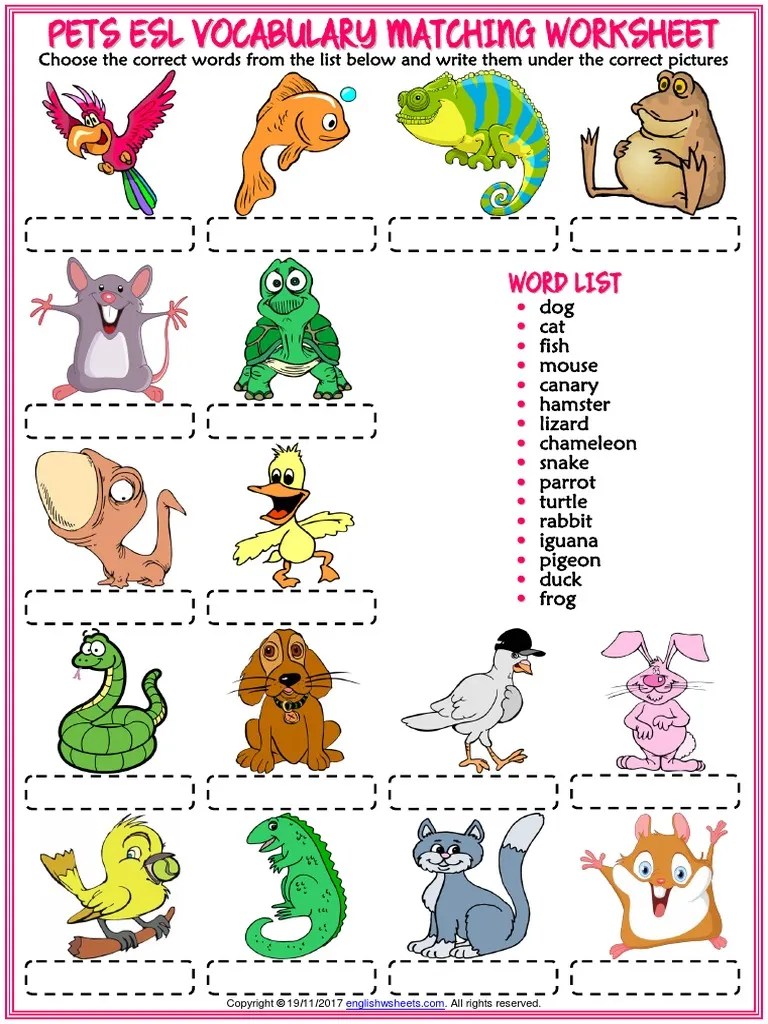 pets vocabulary esl matching exercise worksheet for kids nature