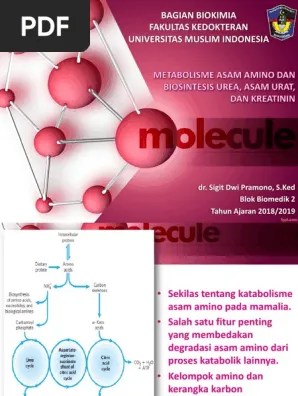 Metabolisme Asam Amino, Biosintesis Urea, Asam Urat Dan Kreatinin, Biokimia  Urolitiasis | PDF