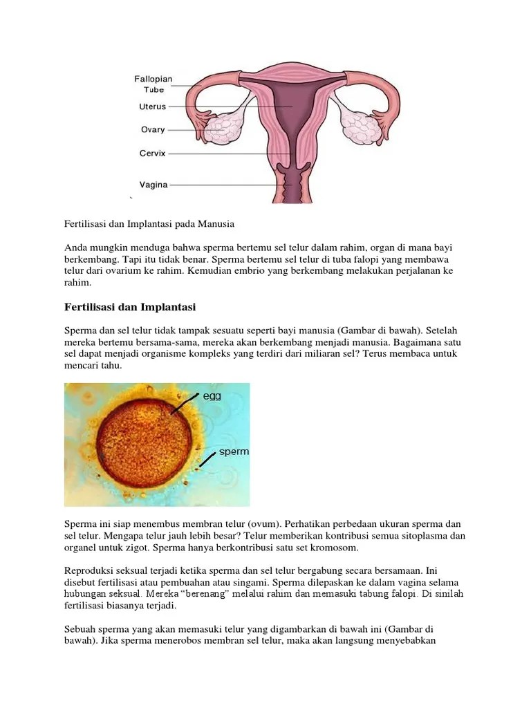 Fertilisasi Dan Implantasi Pada Manusia&hellip; | PDF