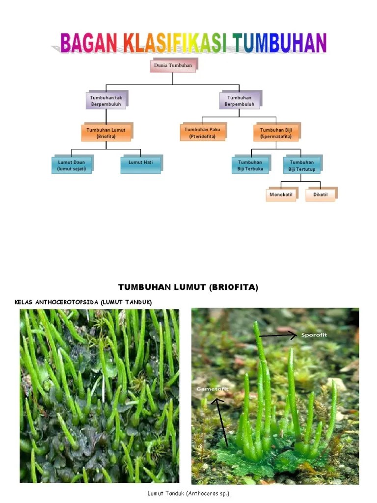 Gambar skema klasifikasi keterangan kingdom : Bagan Klasifikasi Tumbuhan 2 Pdf