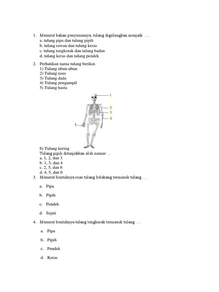 Tulang Hasta Termasuk Bentuk Tulang