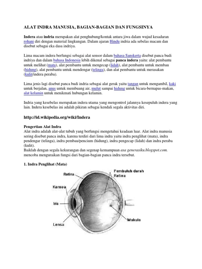 Alat Indra Manusia | PDF