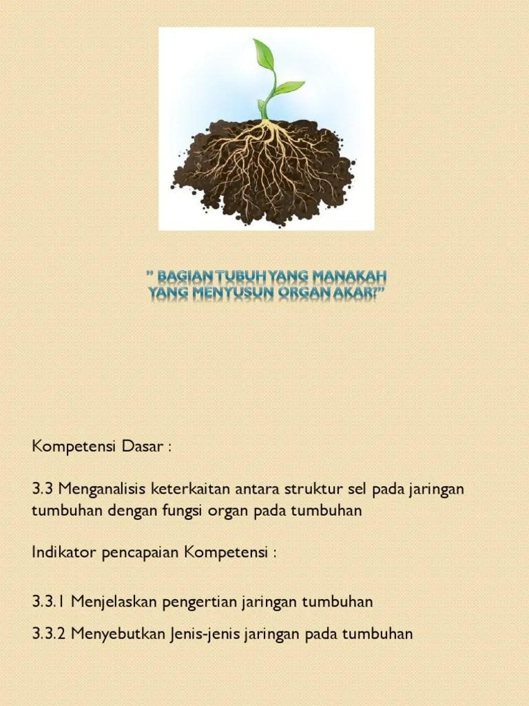 Bagian isi terdapat isi dari materi pembelajaran yang akan disampaikan dalam proses pembelajaran mengenai organ tumbuhan yang termasuk dalam materi struktur dan . Jaringan Tumbuhan 1 Pdf