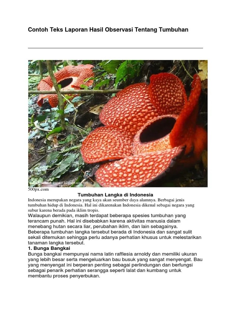 Contoh Laporan Hasil Observasi Semut