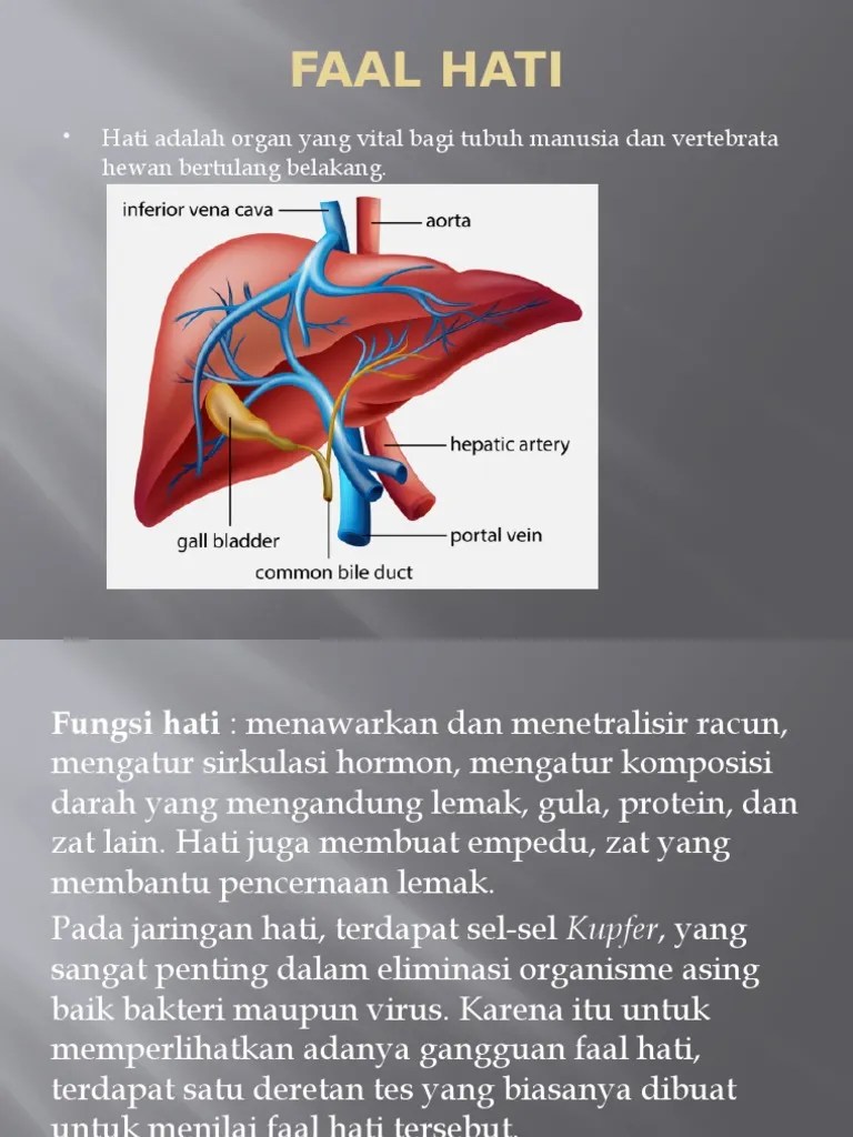 Faal Hati Klinik | PDF
