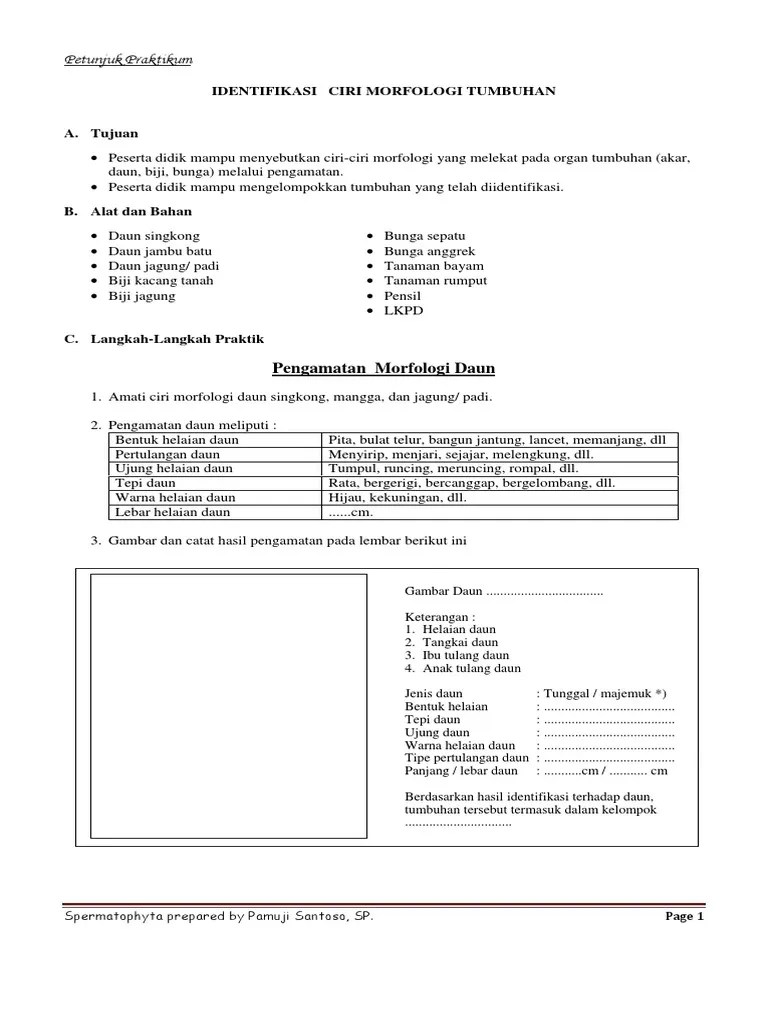 LKPD Pengamatan Spermatophyta | PDF