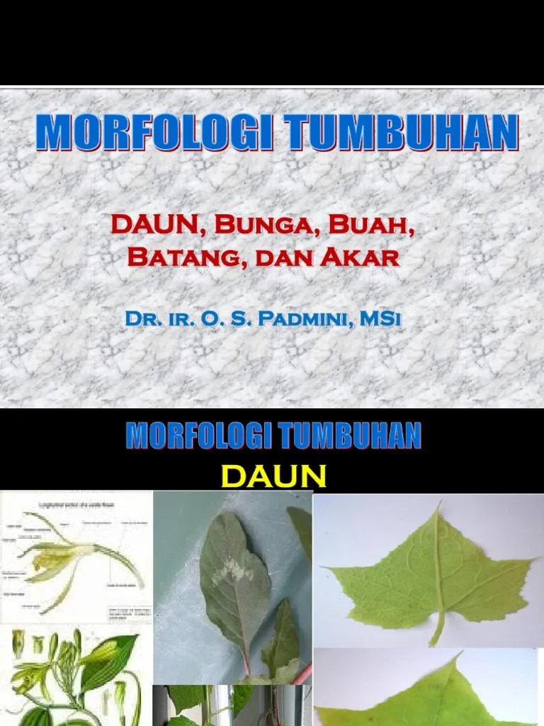 Morfologi Daun | PDF