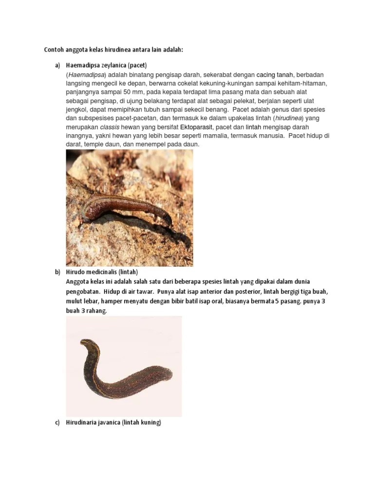 Contoh Anggota Kelas Hirudinea | PDF