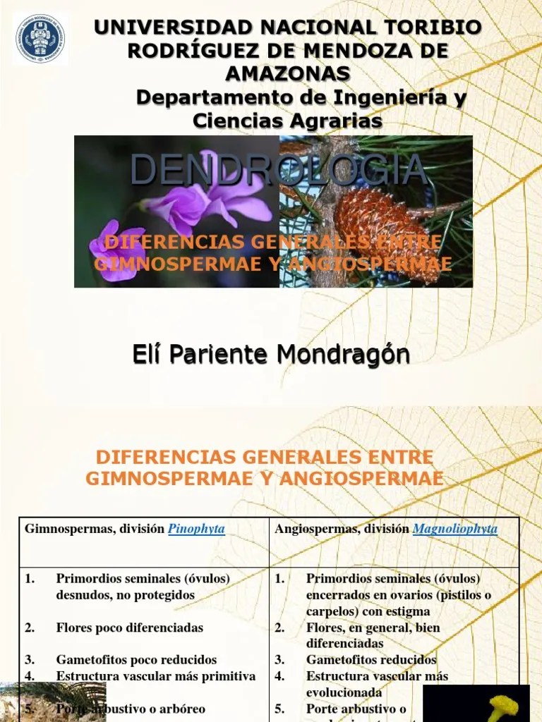 ▻ sementes encerradas no interior de uma bolsa, o fruto. Dendrologia I 2 2019 Tallo De La Planta Hoja