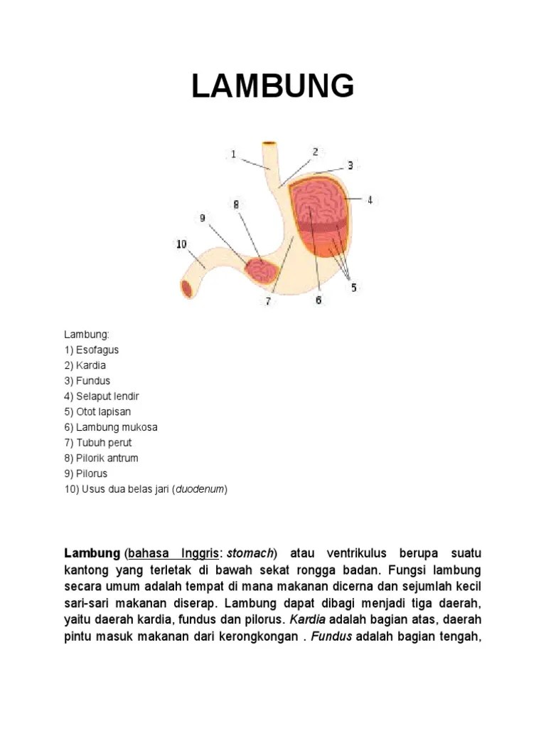 Lambung Dan Usus Halus | PDF
