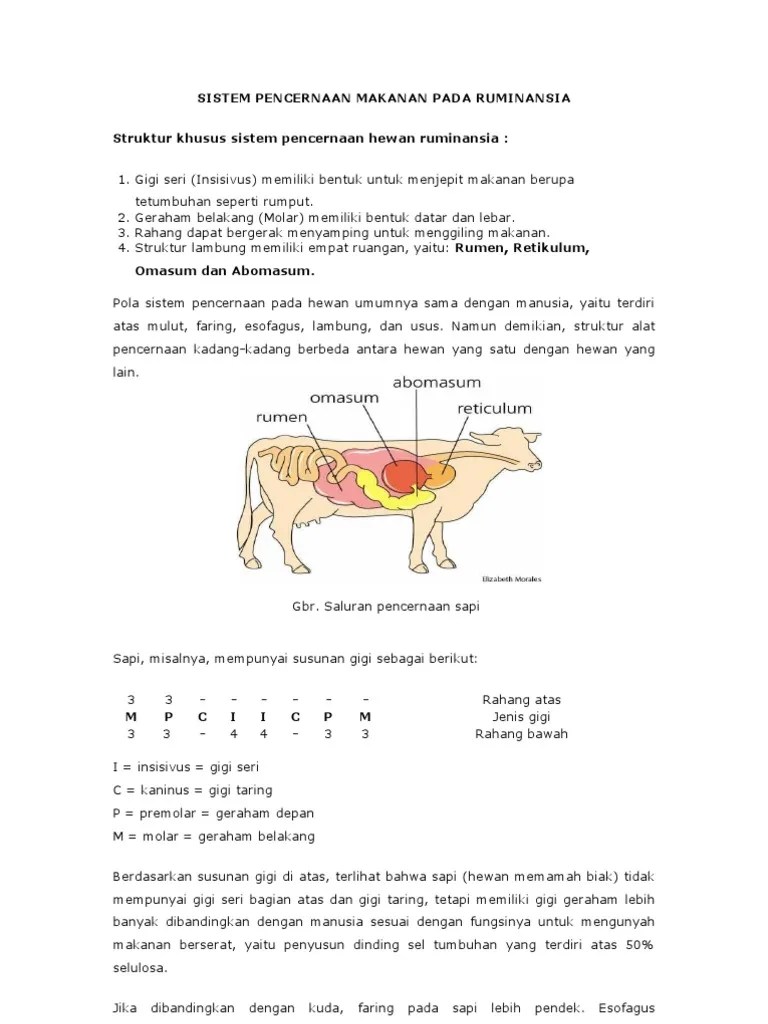 99 Koleksi Gambar Pencernaan Hewan Sapi HD Terbaru - Gambar Hewan