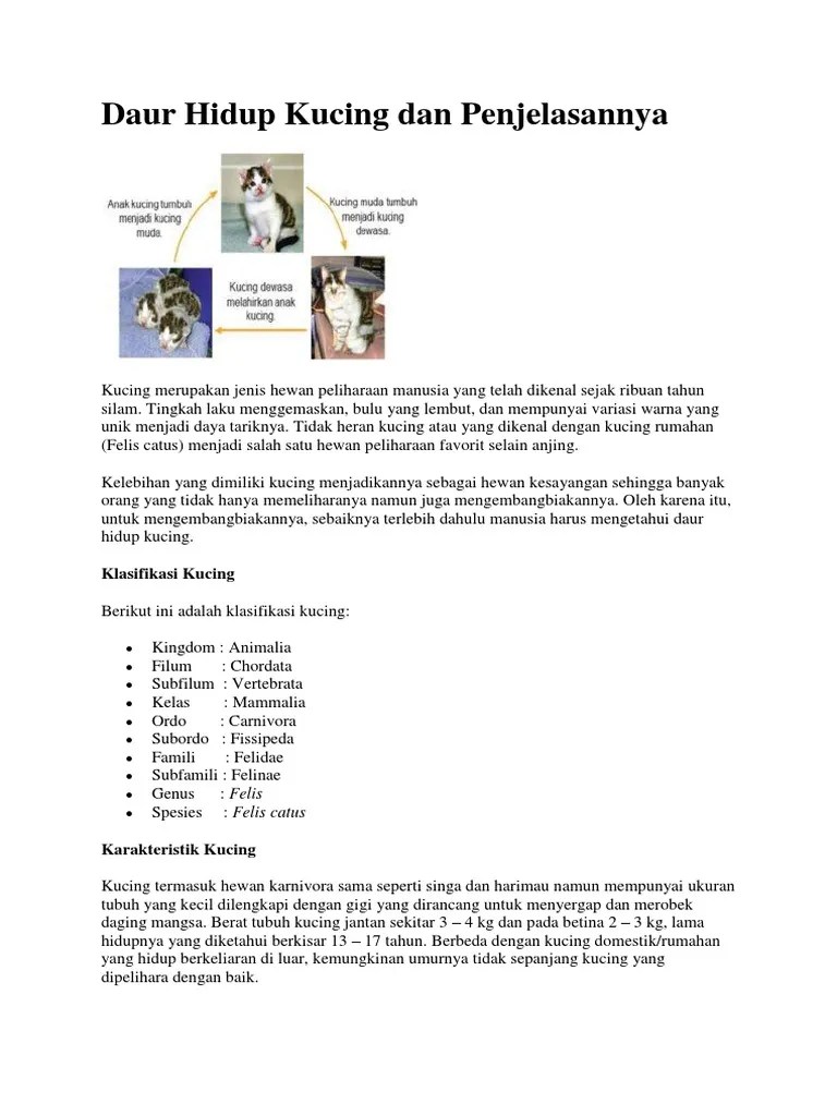 Check spelling or type a new query. Daur Hidup Kucing Dan Penjelasannya