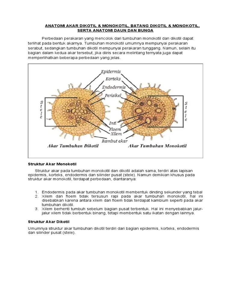 Anatomi Akar Dikotil | PDF