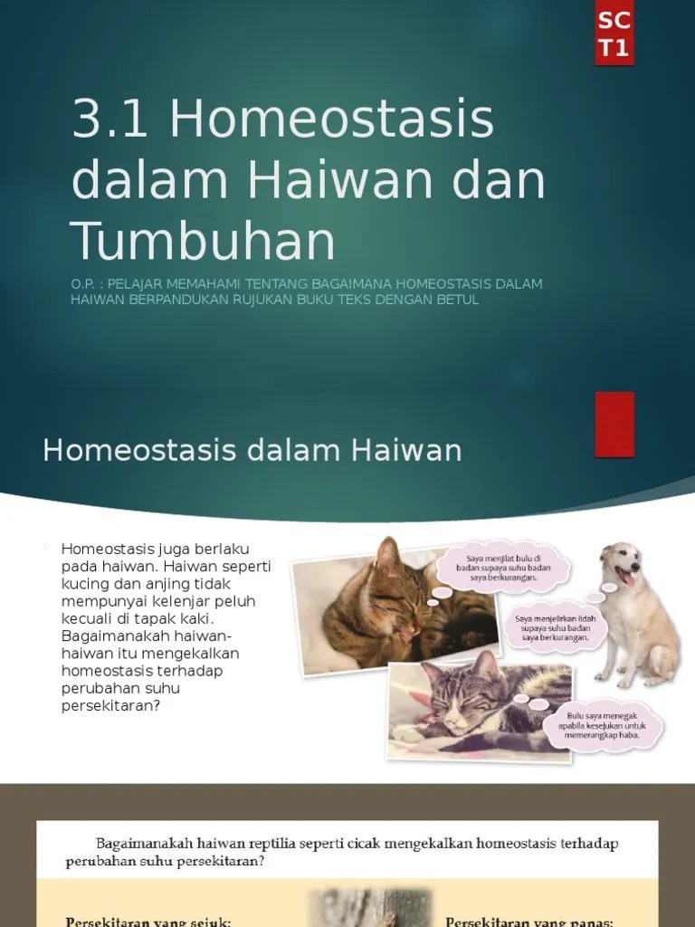 Haiwan seperti kucing dan anjing tidak mempunyai . Sains T1 Bab 3 1 Pdf
