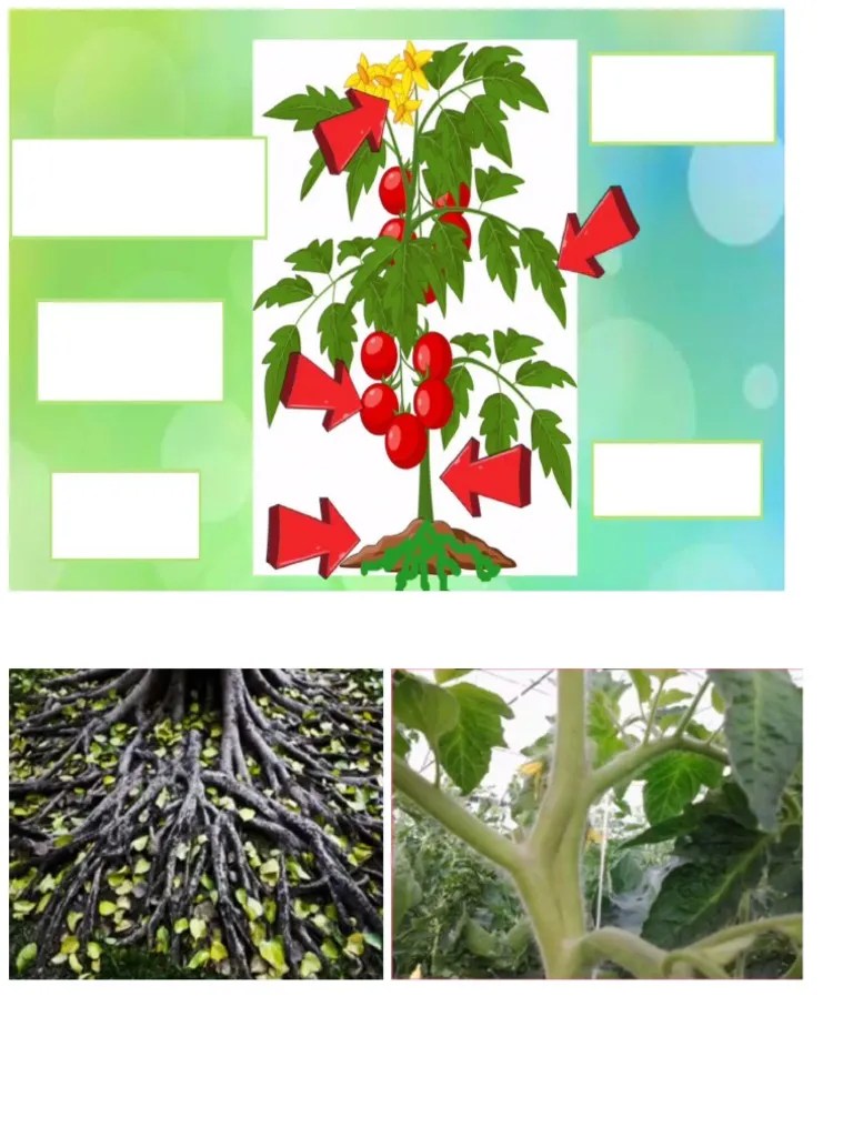 Ikaw ay tulad ng bituin. Mga Bahagi Ng Halaman 3 Pdf