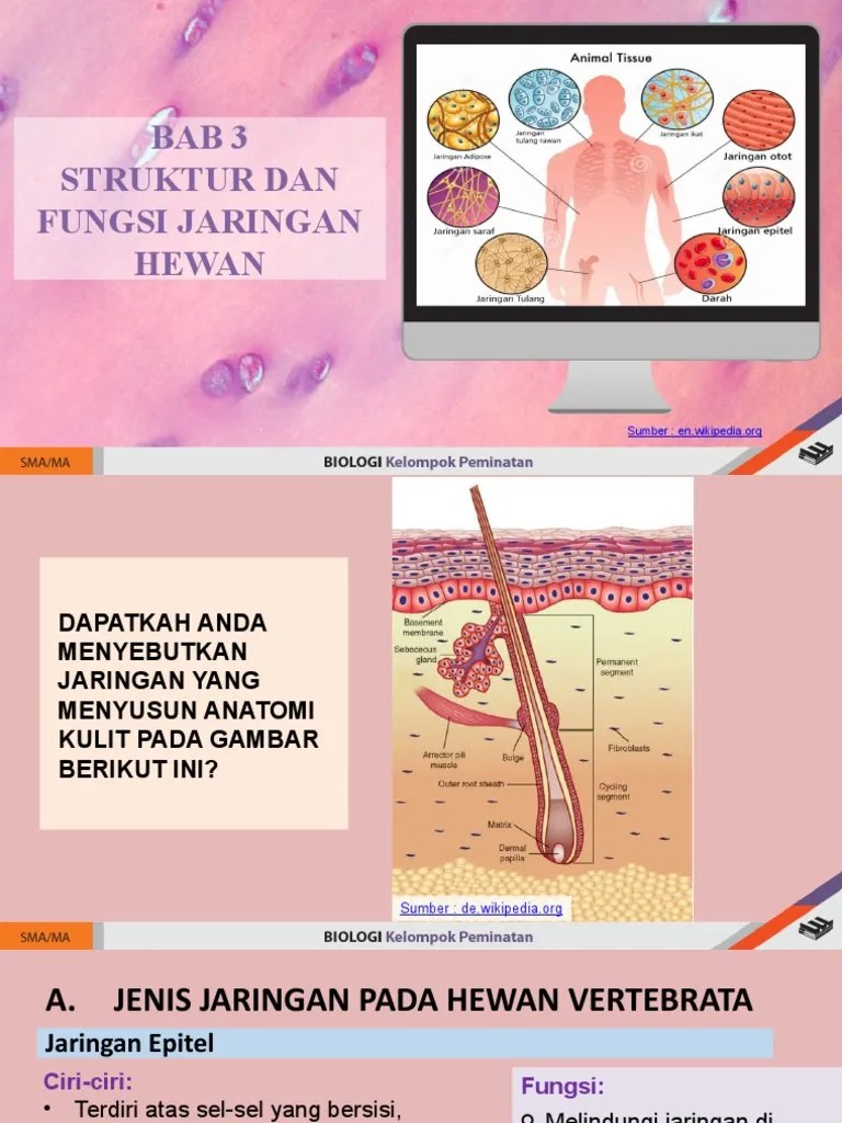 Jaringan ikat padat terbagi menjadi dua, jaringan ikat . Jaringan Hewan Pdf