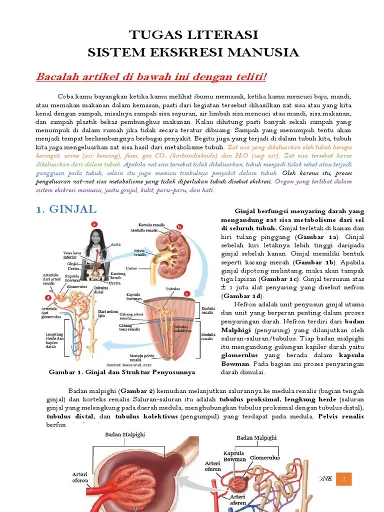 SISTEM EKSKRESI MANUSIA KELAS 8 | PDF