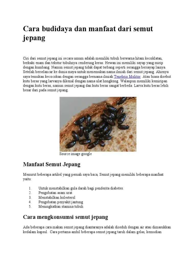 Cara Budidaya Dan Manfaat Dari Semut Jepang | PDF