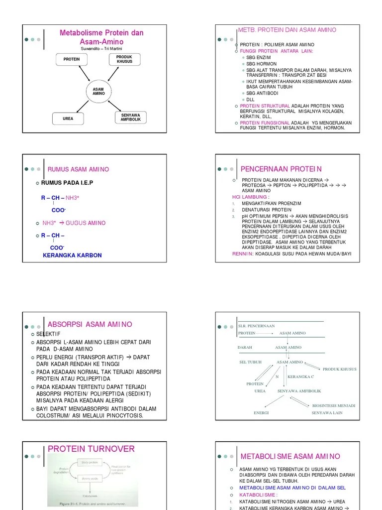 Metabolisma Asam Amino | PDF