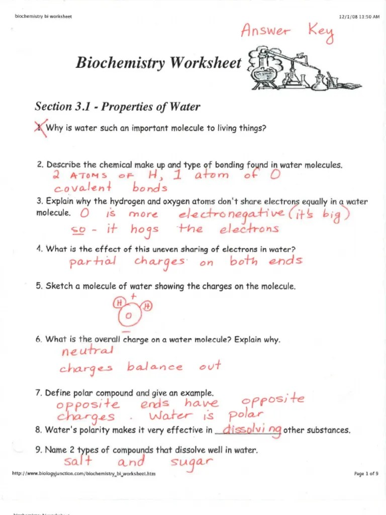 Bio 232 neuromuscular junction worksheet the muscular system: Key Biochemistry Worksheet Cp Pdf