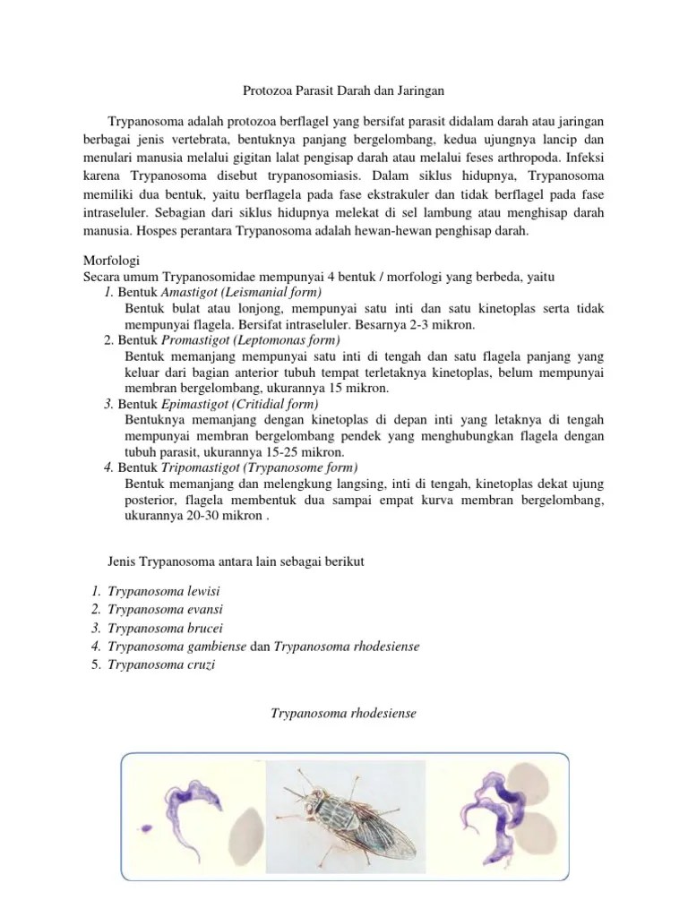 Makalah Trypanosomaaa | PDF
