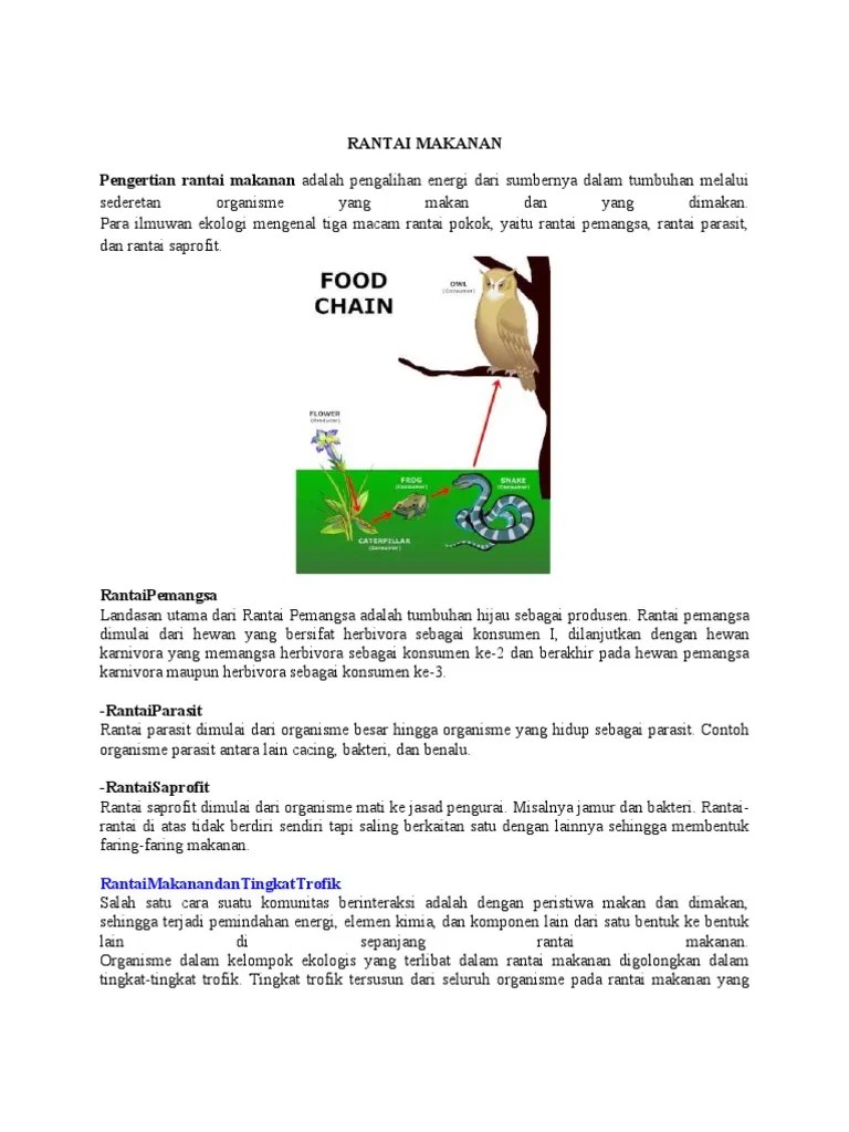 Rantai Makanan | PDF