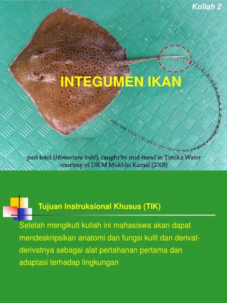 Kuliah 2 - Integumen (130912) | PDF
