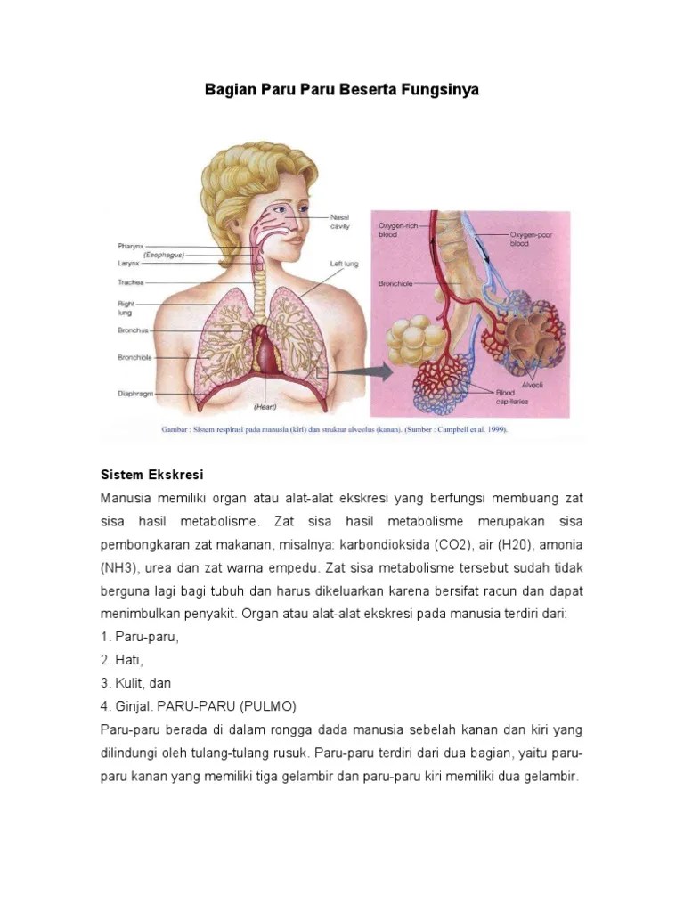 Bagian Paru Paru Beserta Fungsinya | PDF