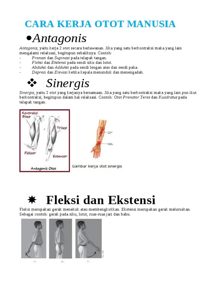 Antagonis | PDF
