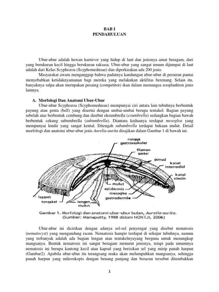 Abundance of jellyfish (aurelia aurita l.) in coastal waters of batu kalang, tarusan, pesisir. Ubur Ubur Aurelia Aurita Pdf