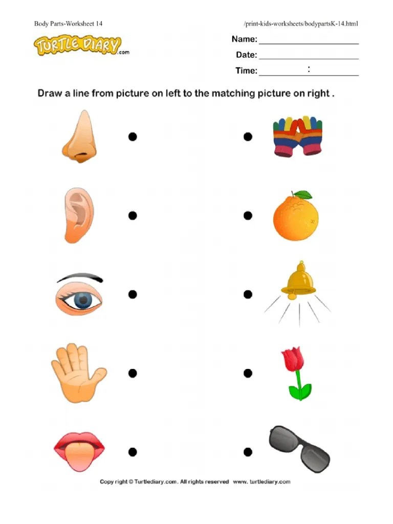 body parts worksheet 14 turtlediary
