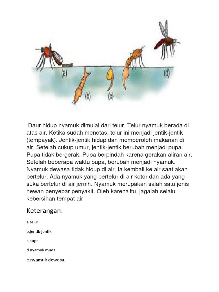 Daur Hidup Nyamuk Dimulai Dari Telur | PDF