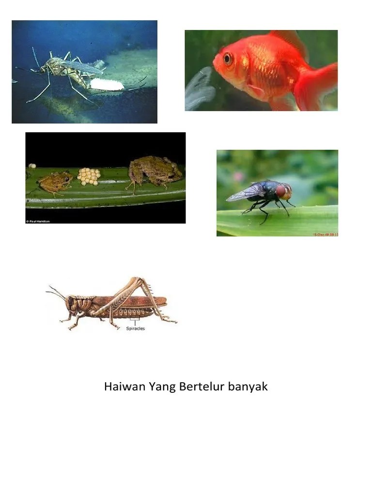 Apakah contoh haiwan bertelur banyak…. Haiwan Yang Bertelur Pdf