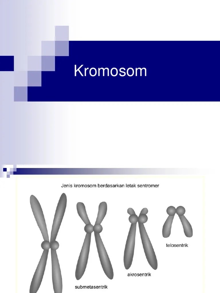 Kromosom | PDF