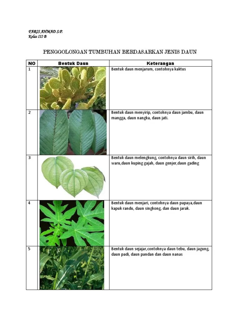 Jika dilihat cabang/bagian dari daun singkong tersebut maka tulang daun bagian dari daun singkong bertulang daun menyirip. Deskripsi Daun