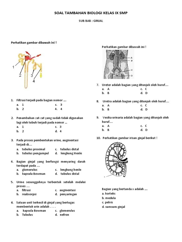 SOAL TAMBAHAN BIOLOGI KELAS IX SMP Ginjal | PDF