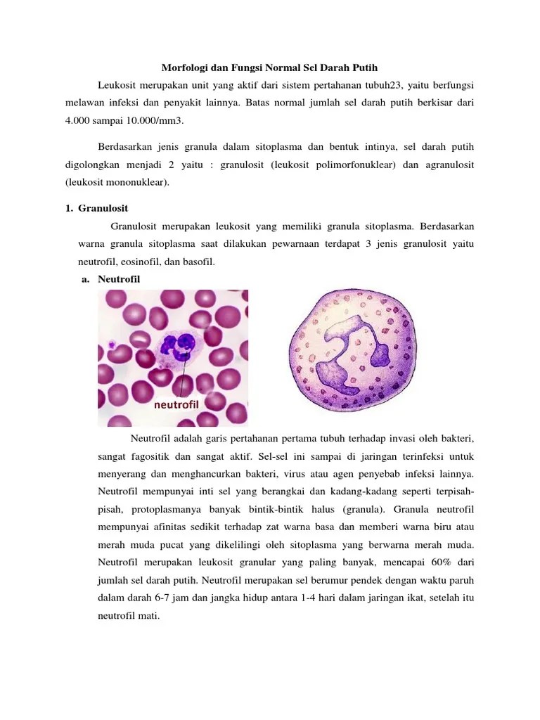 Jenis Sel Darah Putih Dan Fungsinya