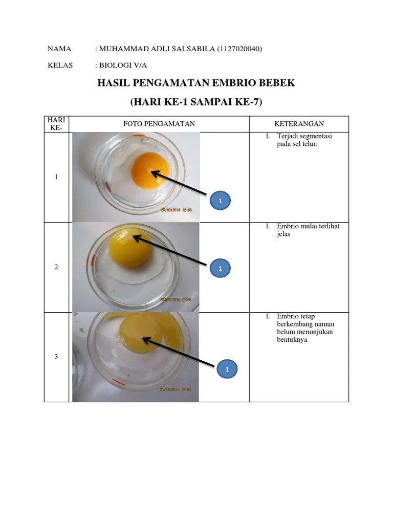 Hasil Pengamatan Embrio Bebek (1-7) | PDF