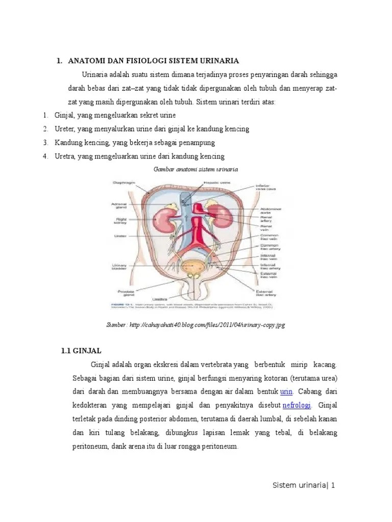 Ginjal, yang mengeluarkan sekret urine. Jurnal Sistem Urinaria / Sistem Ekskresi Pada Hewan Vertebrata Avertebrata Alat Ekskresi - Jika ...